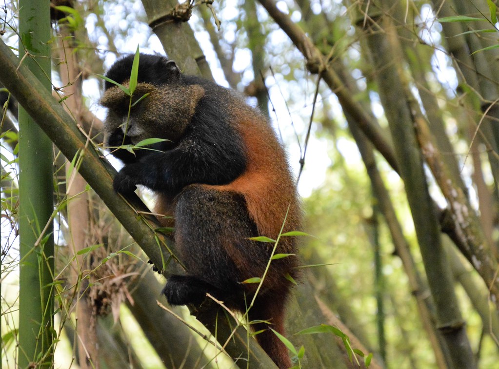 Golden monkey  Trekking