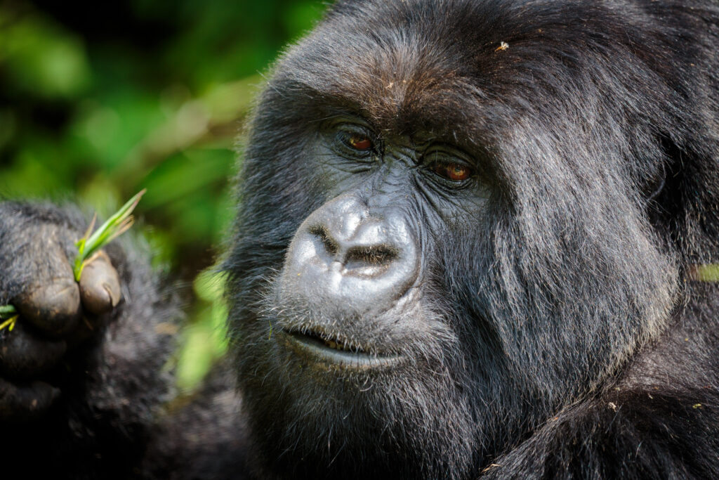 40018611801_2a501cbf96_k