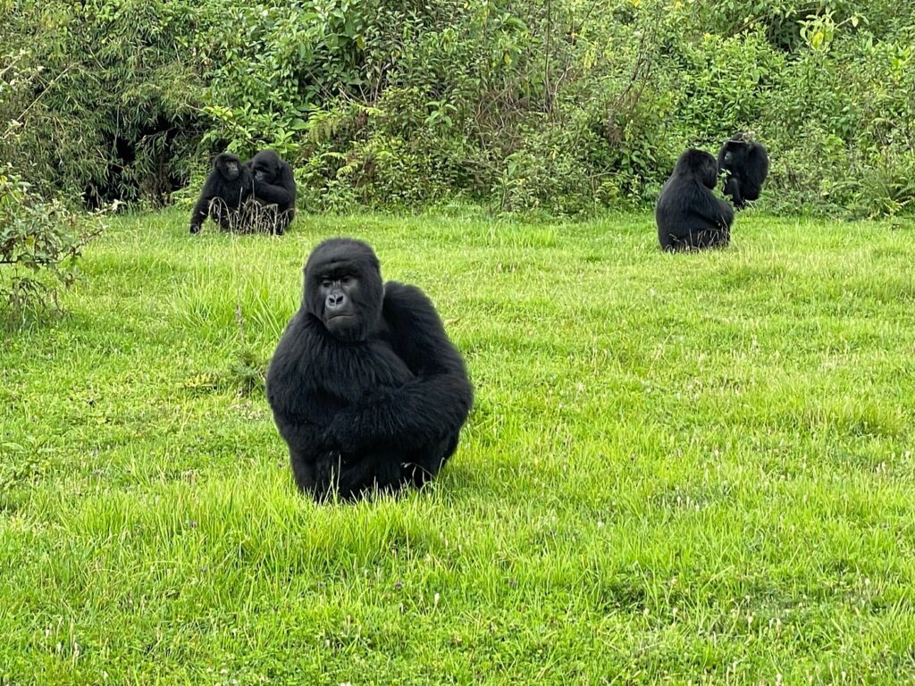 gorilla-trekking