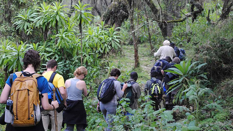 Hiking to the Dian Fossey Grave