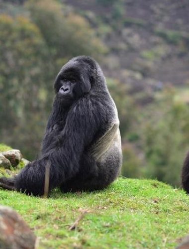 Gorilla_EW_KBH_June_2015-3